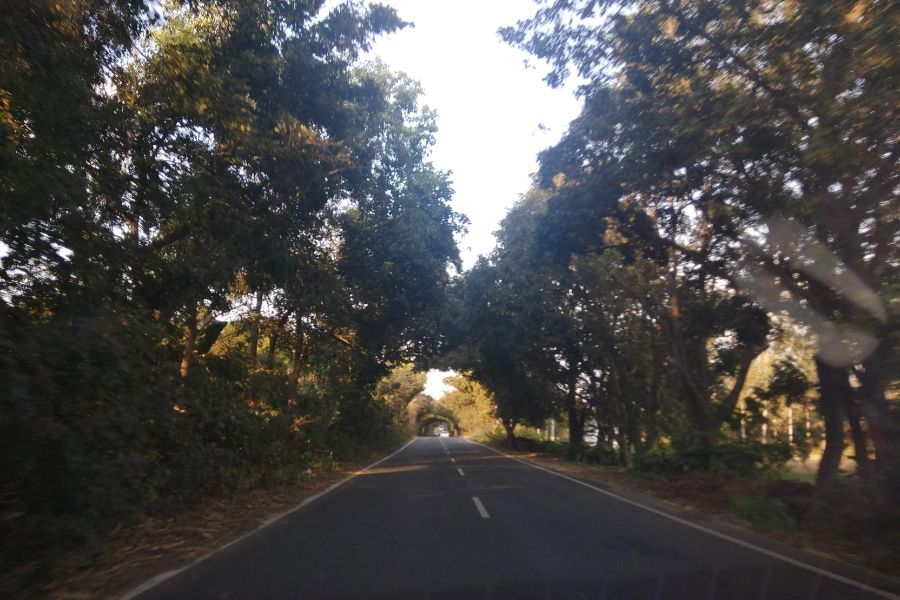trees on road