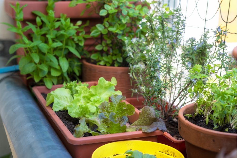 a balcony garden with plants and herbs