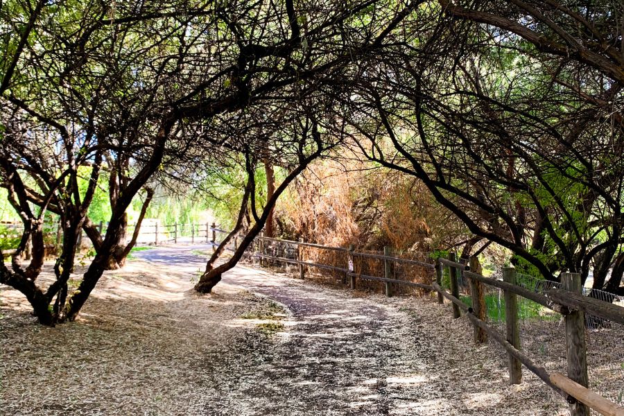 forest with path and trees