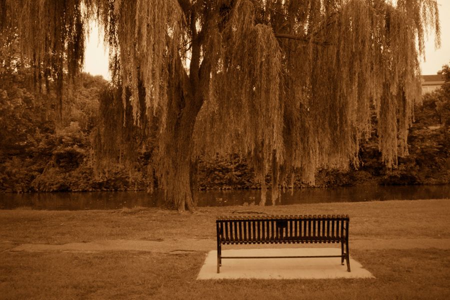 nostalgic photograph of lake with bench and tree