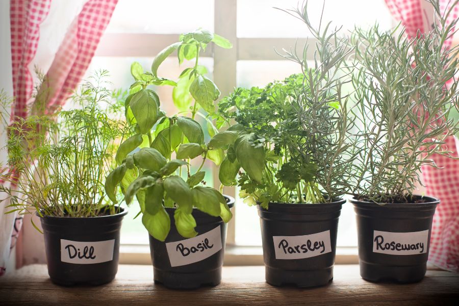four plants on a windowsill with sunshine, labeled - dill, basil, parsley, and rosewary