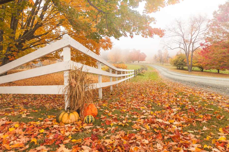beautiful fall foliage next to a road
