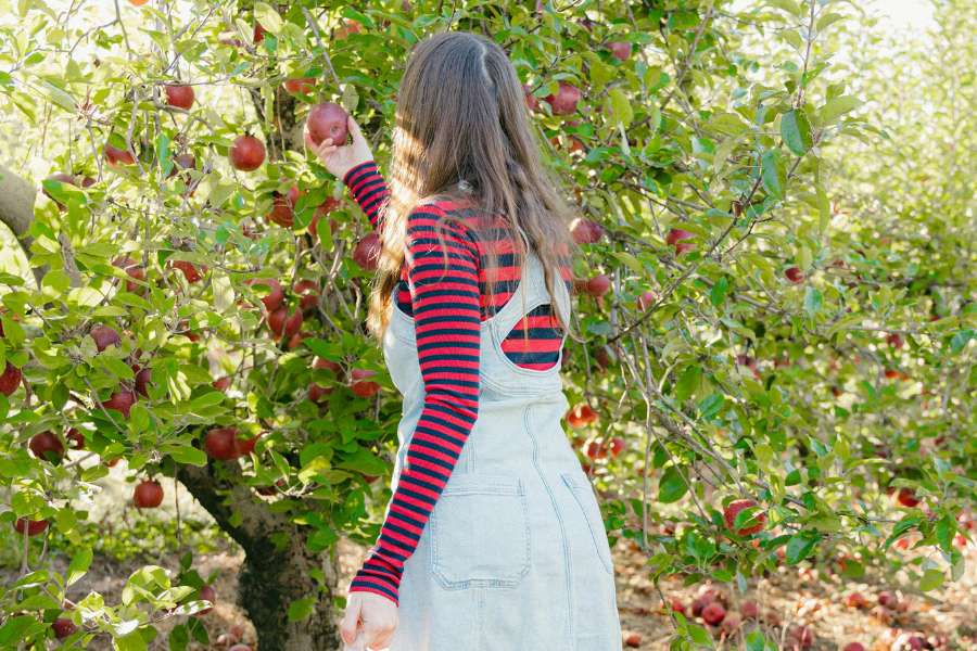 woman in black red striped shirt picking apples from tree with her back facing
