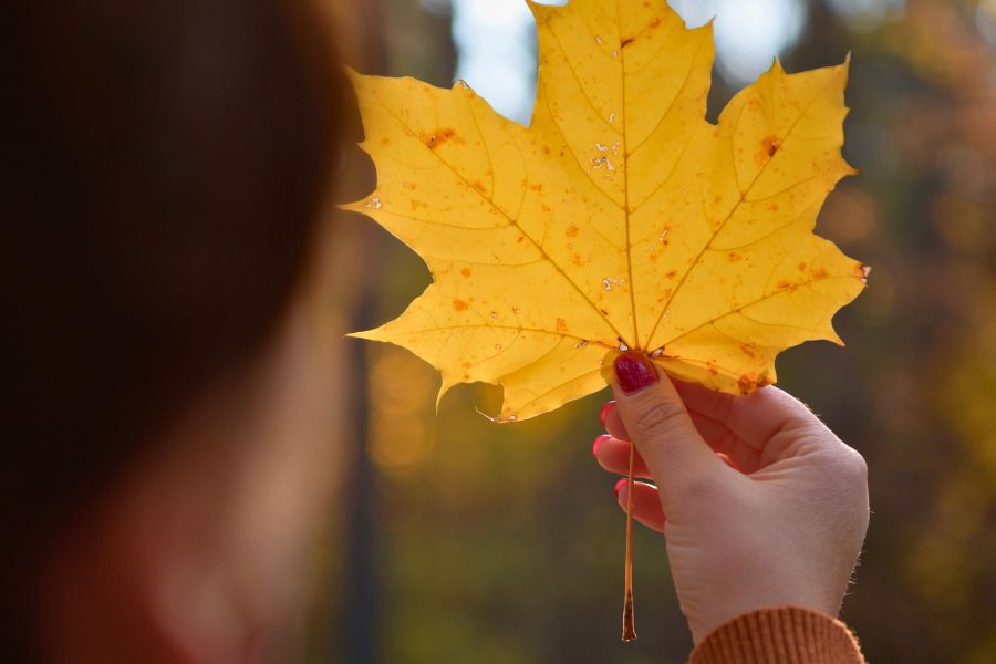 finger holding autumn leaf